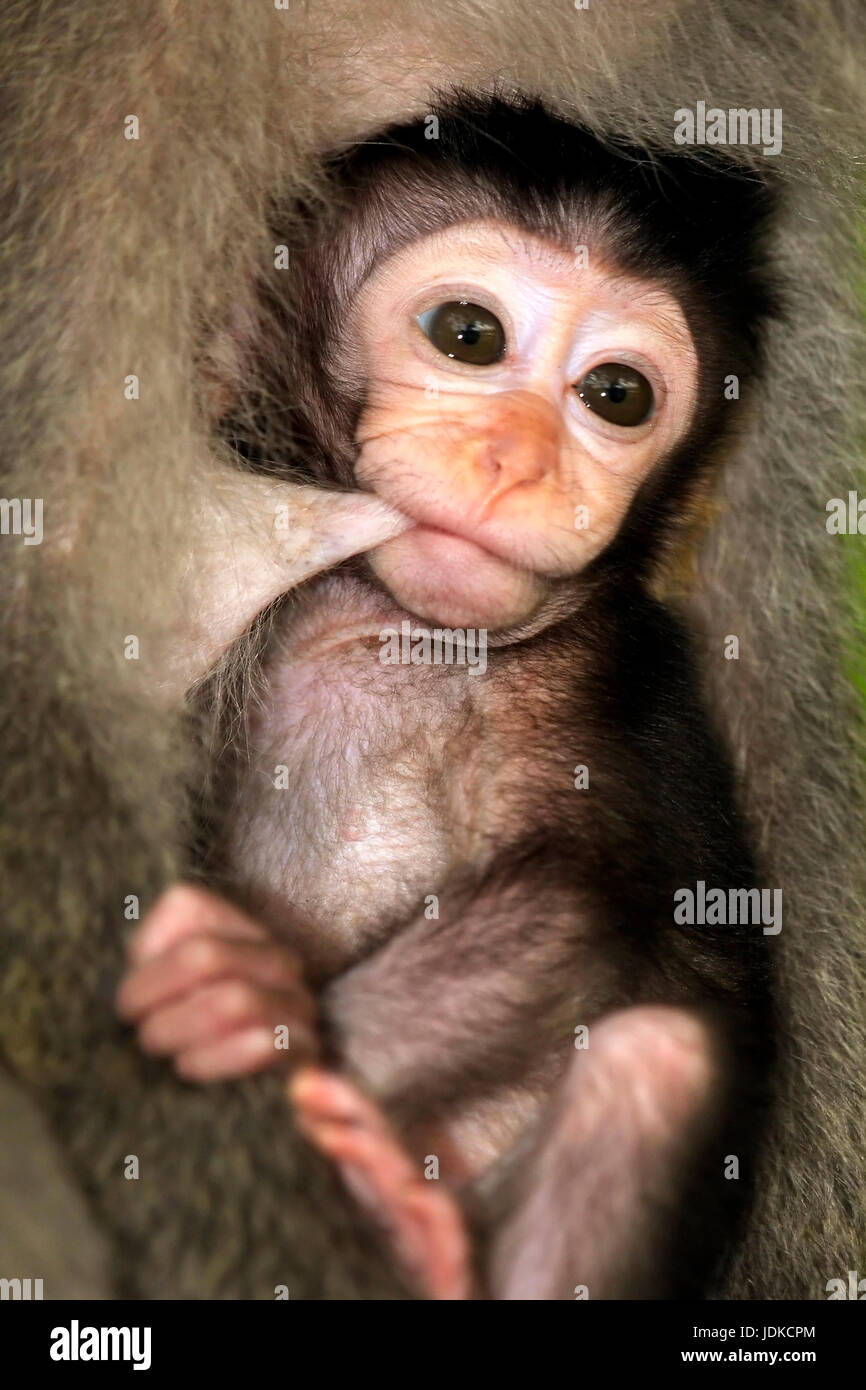 Langschwanzmakak, giovane animale, baby, infermieri, Jungtier, Baby, saeugt, Foto Stock Langschwanzmakak, giovane animale, baby, infermieri, Jungtier, Baby, saeugt, Foto Stock