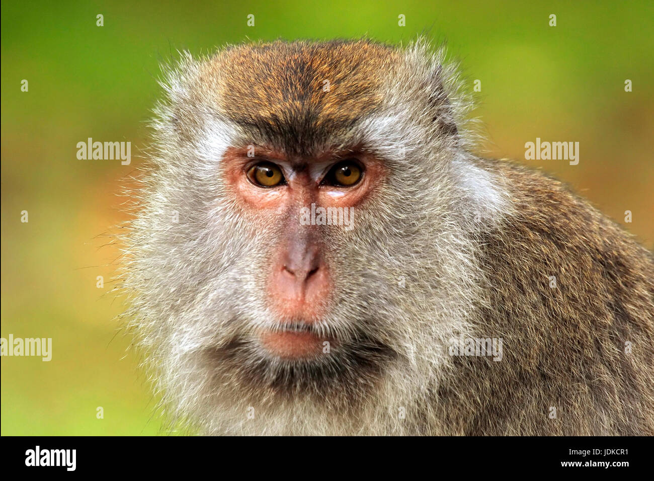 Makak - Langschwanzmakak Foto Stock