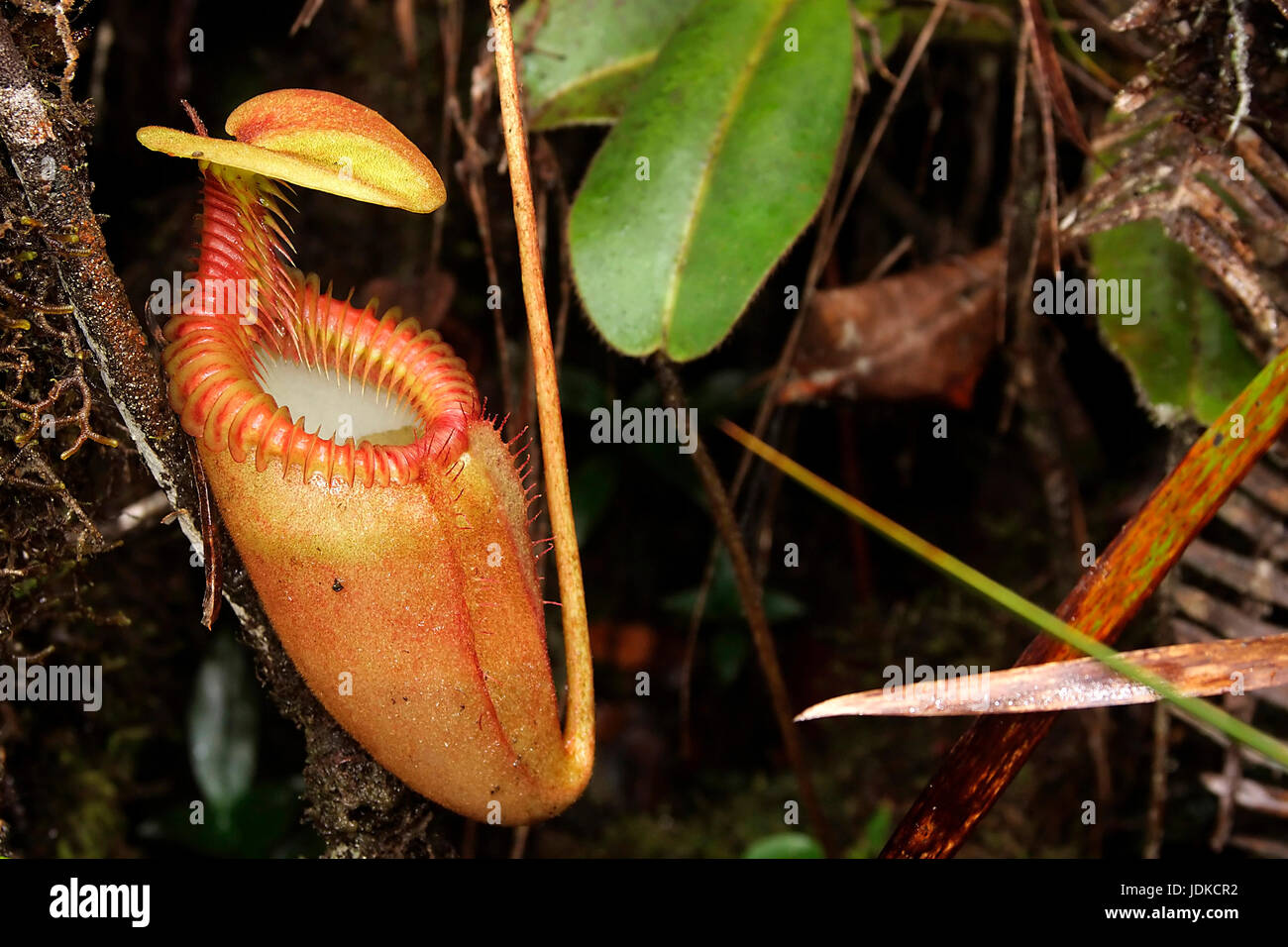 Pianta carnivora, pot impianto, Fleischfressende Pflanze, Kannenpflanze Foto Stock