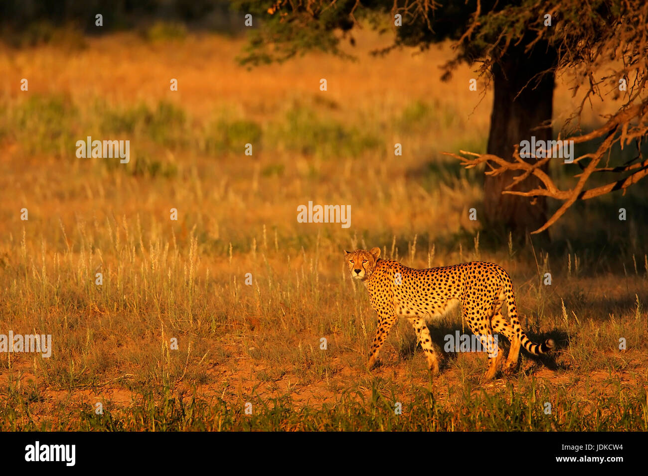 Ghepardo, Gepard Foto Stock