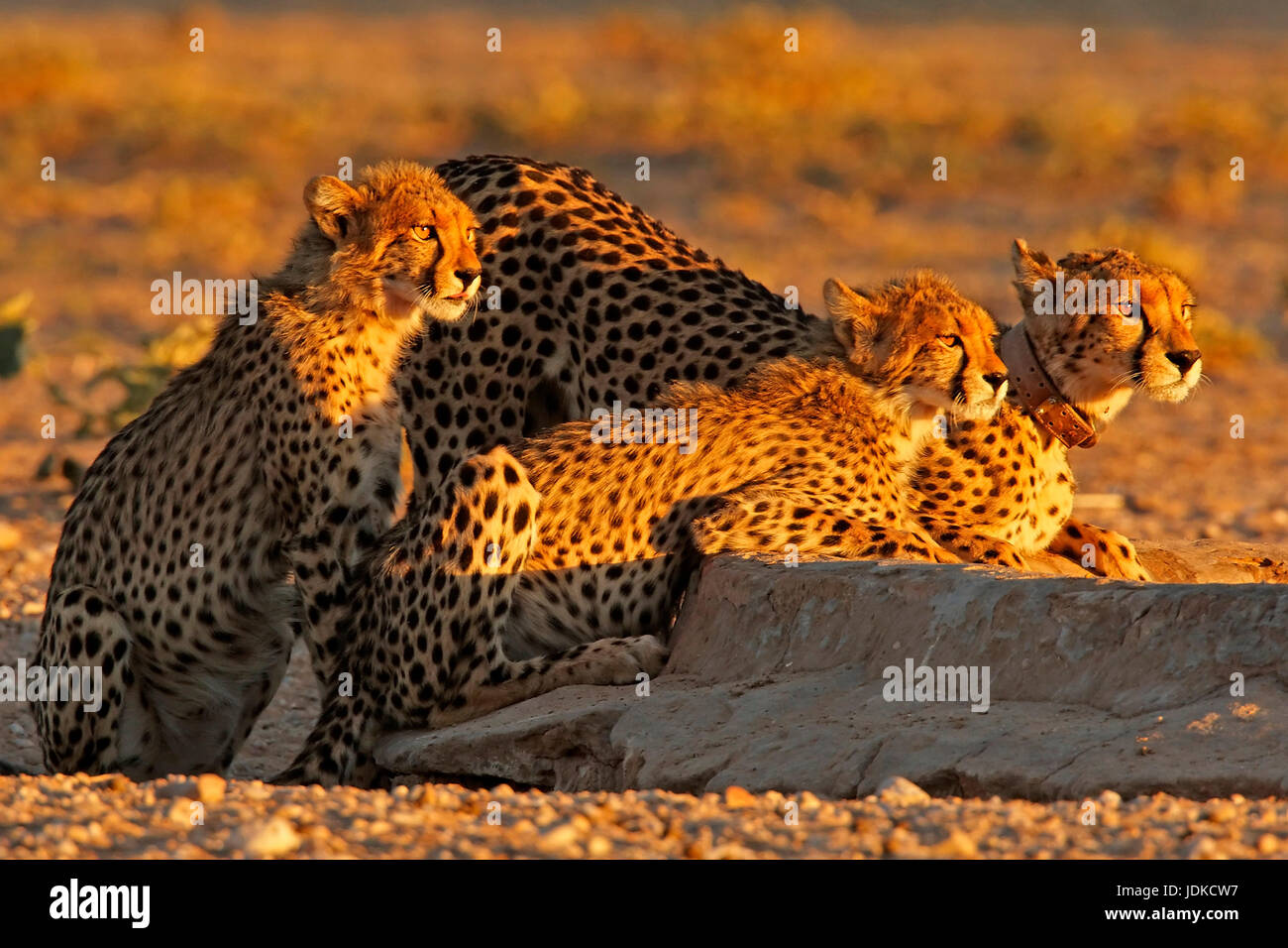 In agguato ghepardi / Cheetah, Lauernde Geparden / Cheetah Foto Stock