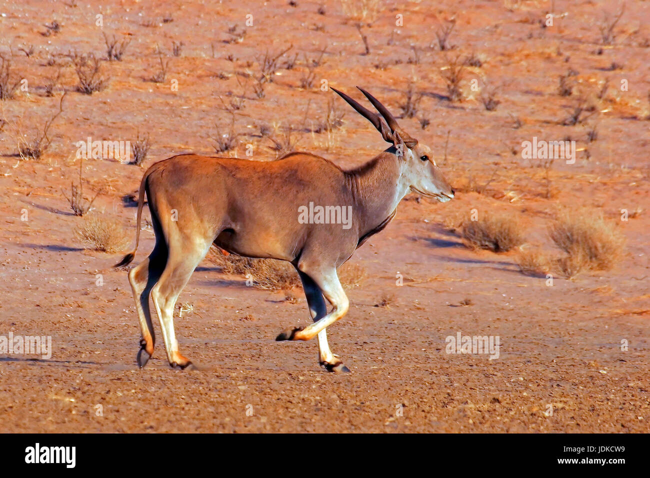 Eland - antelope il genere, Eland - Antilopenart Foto Stock