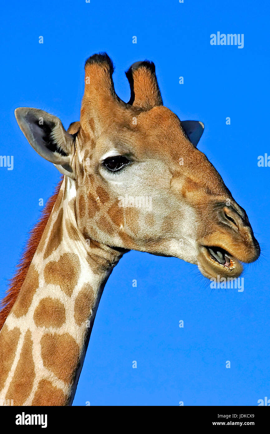 Giraffa - ritratto, giraffa - Portraet Foto Stock
