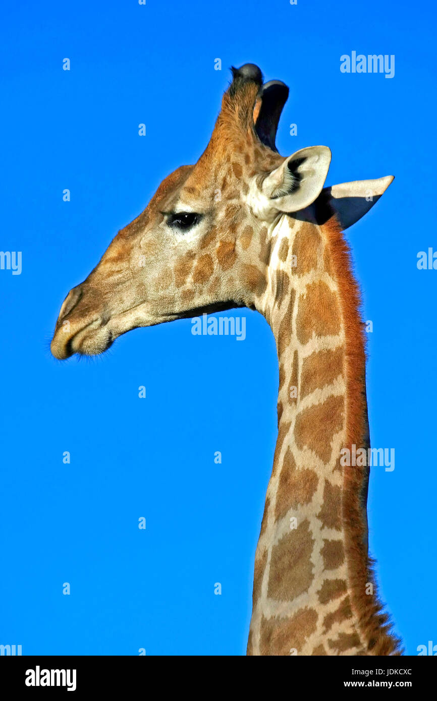 Giraffa - Portreat Foto Stock
