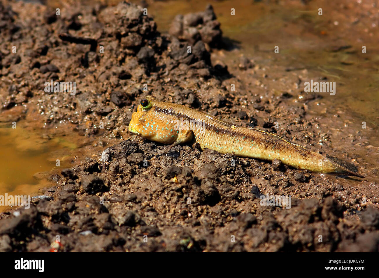 Ponticello di fango, Schlammspringer Foto Stock Ponticello di fango, Schlammspringer Foto Stock