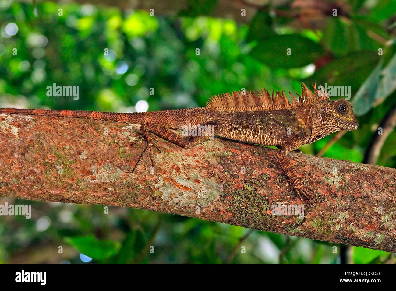 Testa ad angolo AGAMA SA, Winkelkopfagame Foto Stock