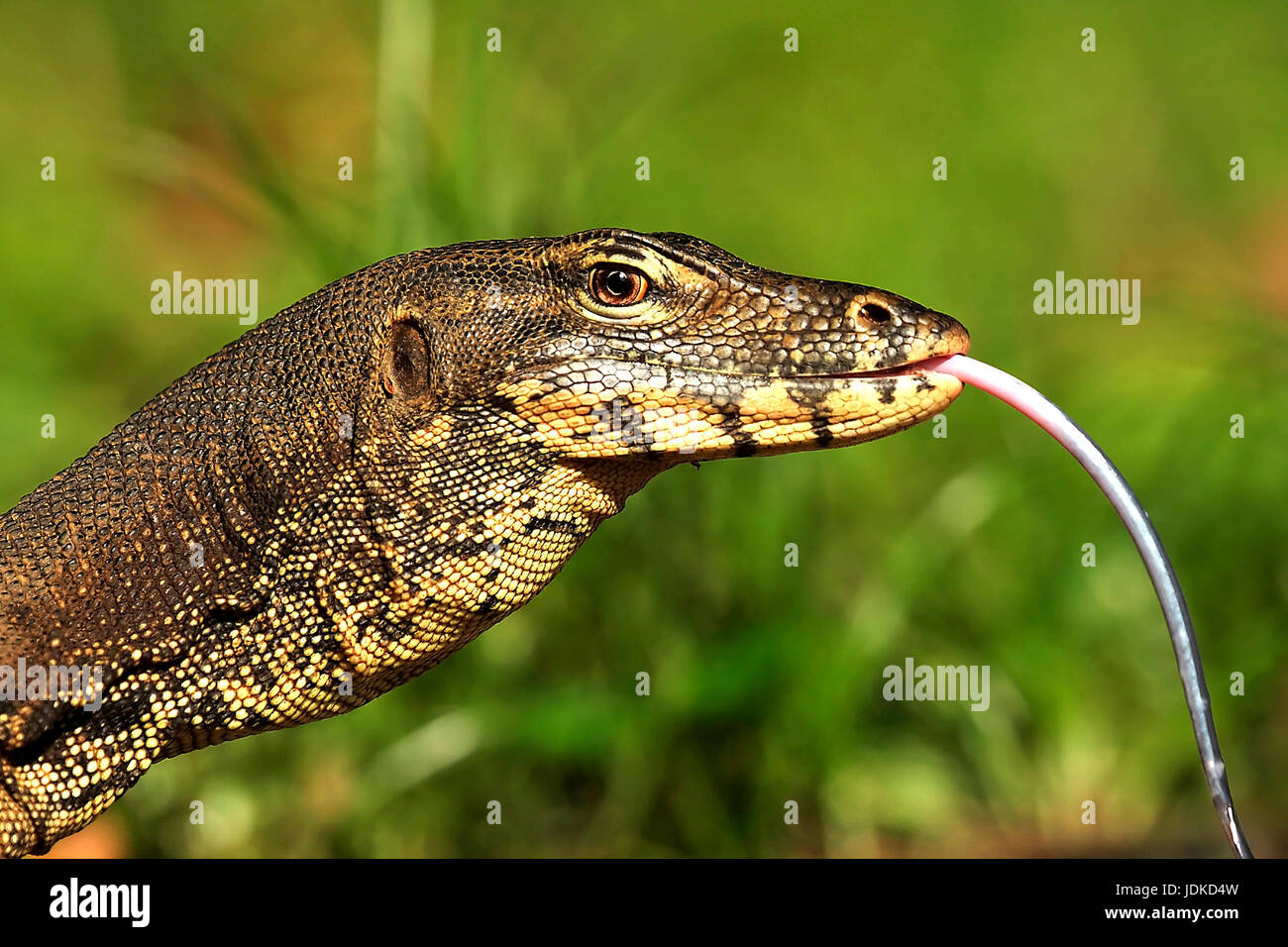 Bindenwaran - ritratto, Bindenwaran - Portraet Foto Stock Bindenwaran - ritratto, Bindenwaran - Portraet Foto Stock