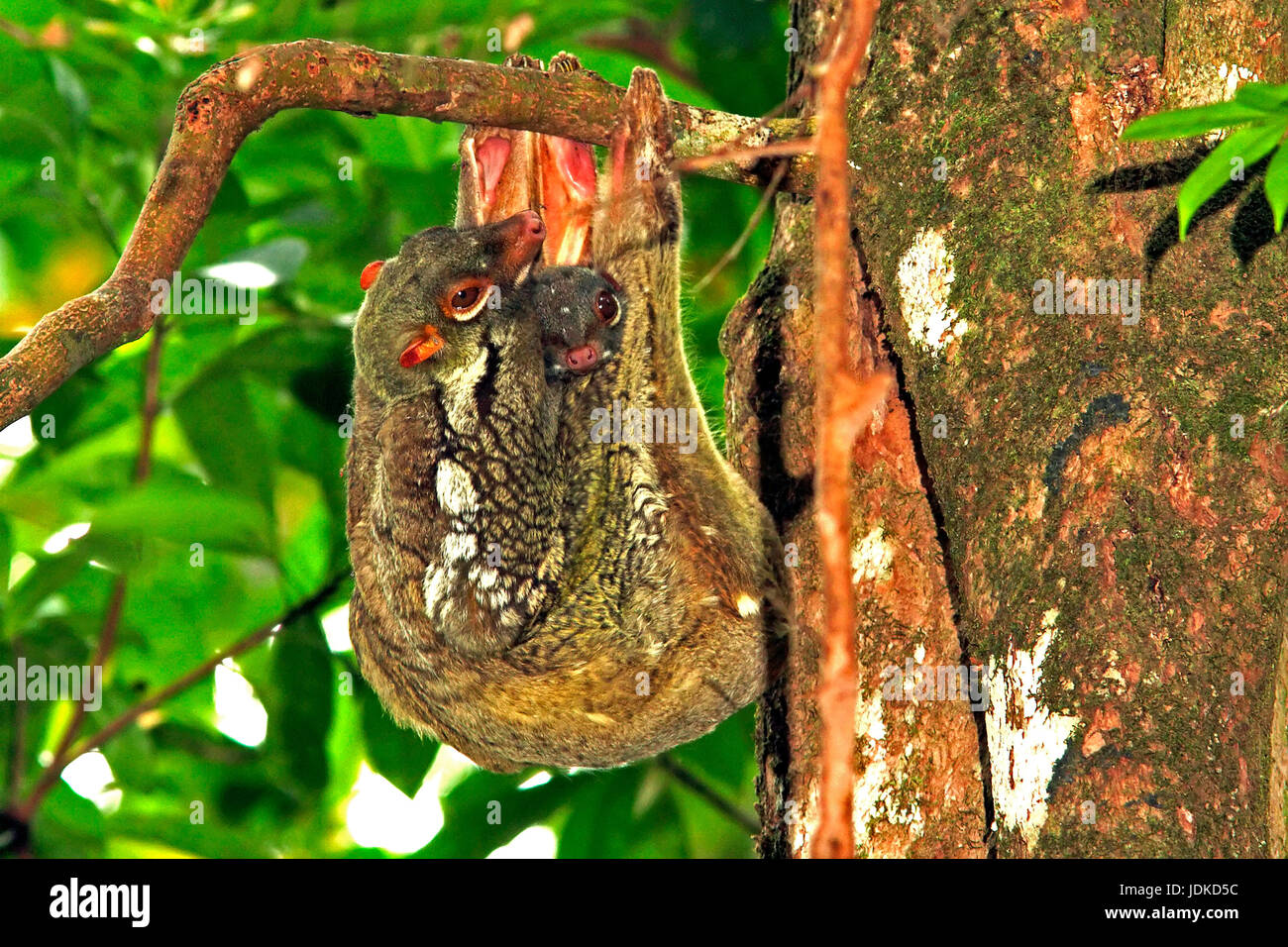 : La malese lemuri volanti, Cynocephalus Foto Stock