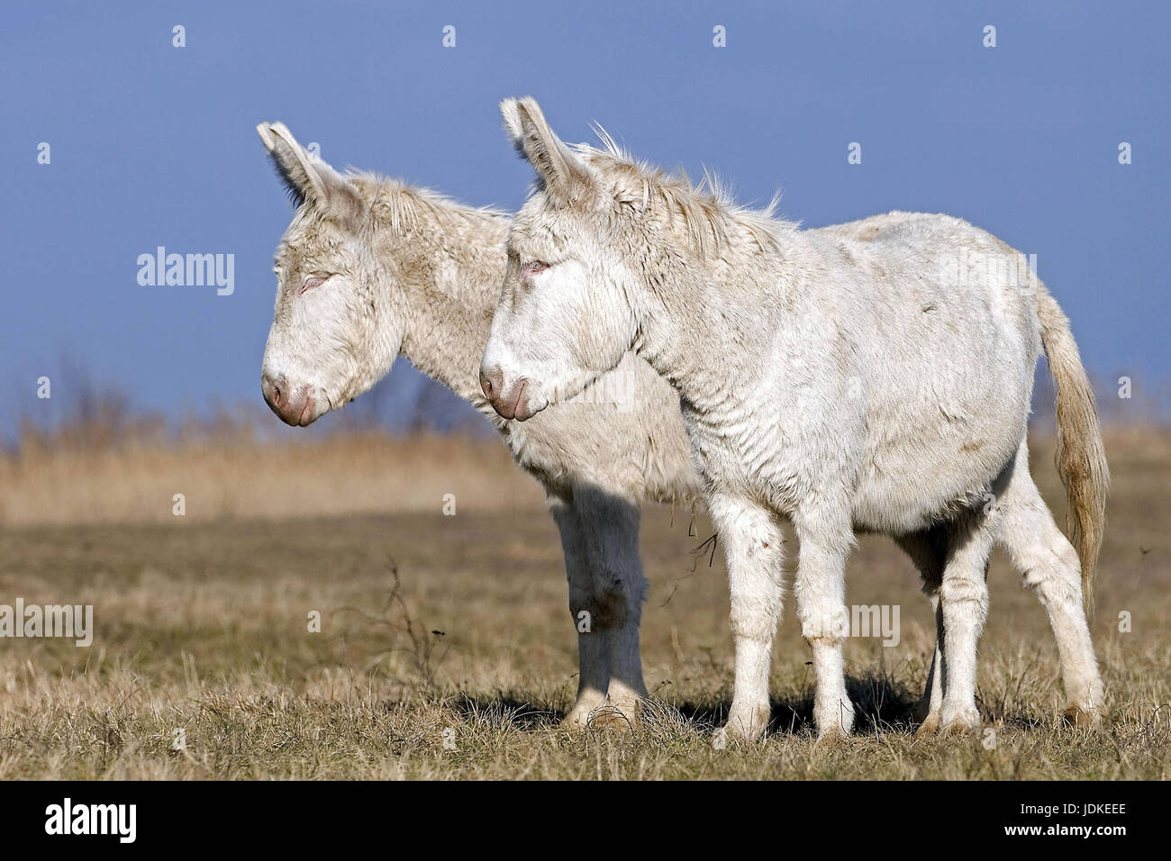 Asinello bianco (albino la forma della casa asino), Equus asinus asinus, asinello albino, due asinelli bianchi, Weißer Maurizio (Albinoform des Hausesel), Albino Foto Stock