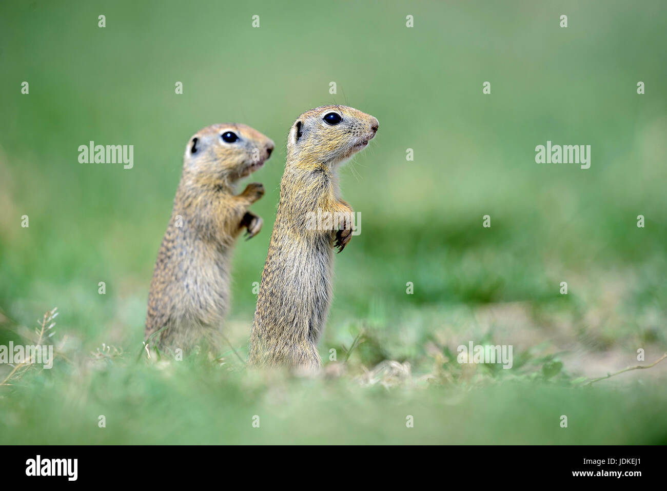 Due giovani Ziesel beg, Zwei junge Ziesel machen Männchen Foto Stock