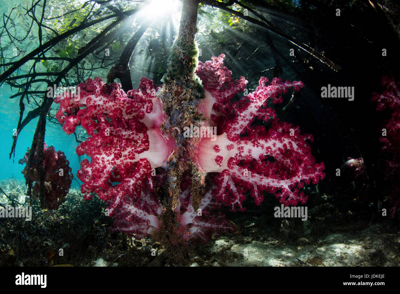 I coralli crescono in mangrovie, Dendronephthya sp., Raja Ampat, Papua occidentale, in Indonesia Foto Stock