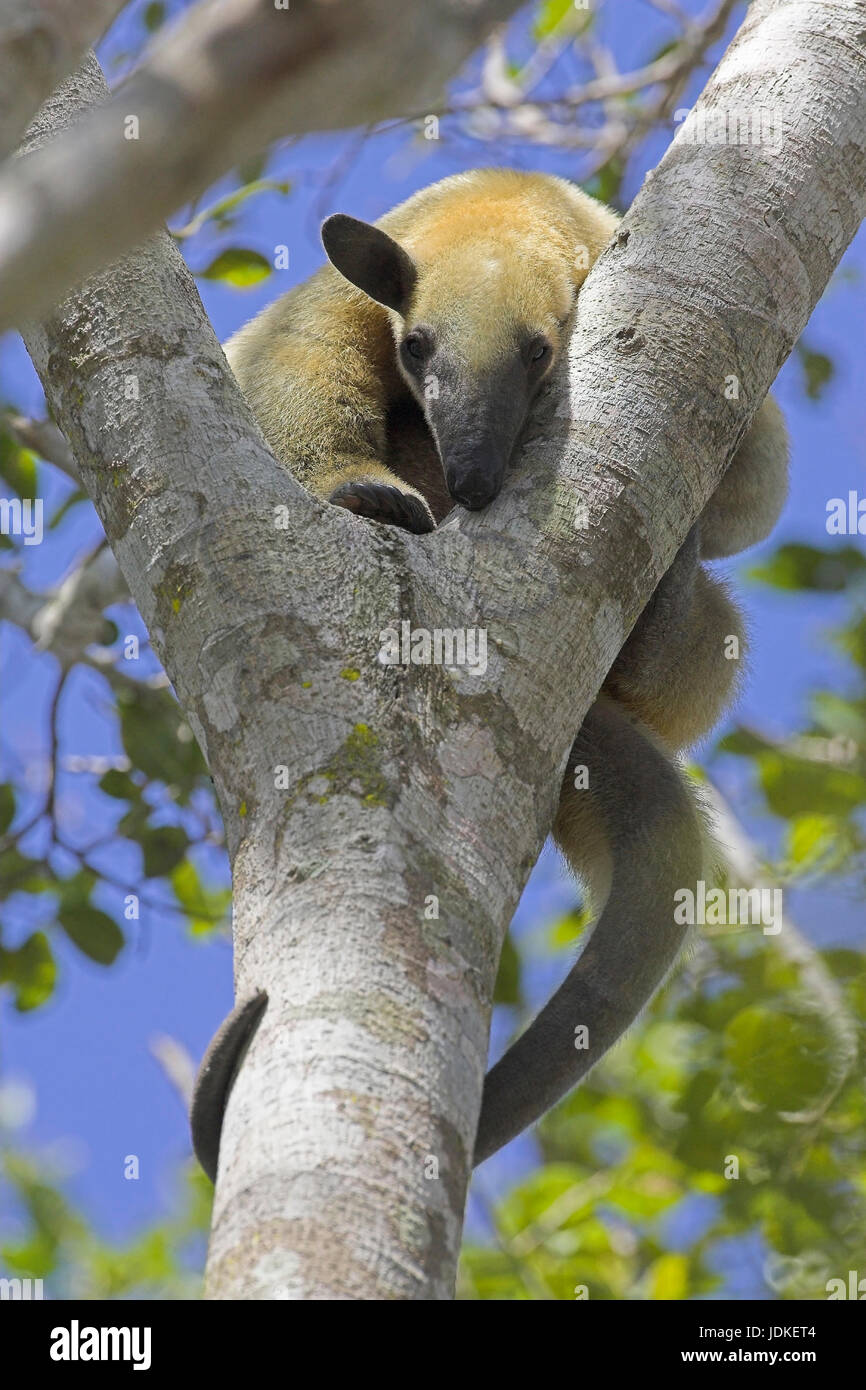 Tamandua settentrionale - a nord - Tamandua anteater, Noerdlicher Tamandua - Northern Tamandua - Ameisenbaer Foto Stock