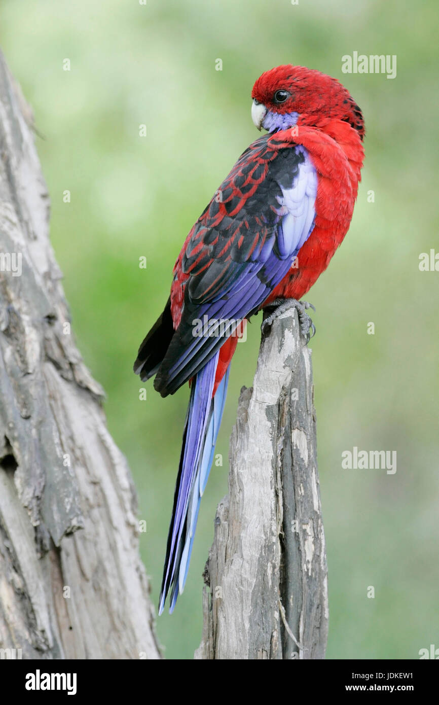 Wilson Promontorio di NP., Australia, Wilsons Promontory NP., Australien Foto Stock