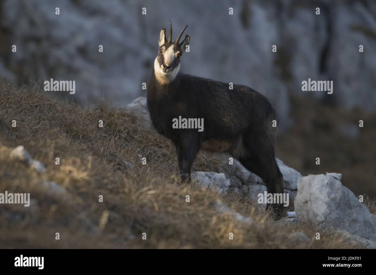 G?mse, Rupicapra rupicapra, Buff-colorata, Gämse, camoscio Foto Stock