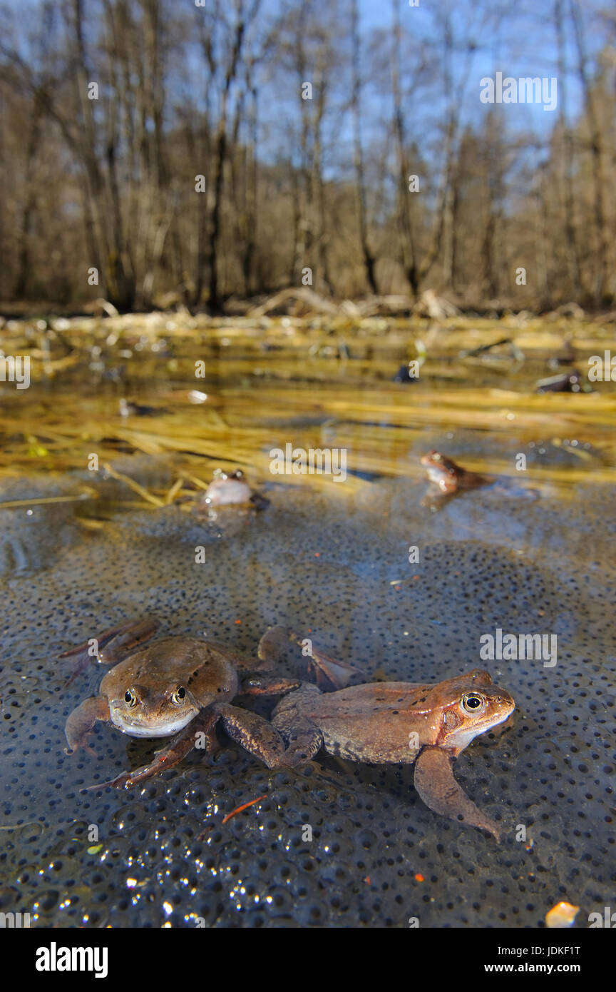 Erba rane sedersi su spawn in un pool, Grasfroesche sitzen auf latch in einem Tuempel Foto Stock