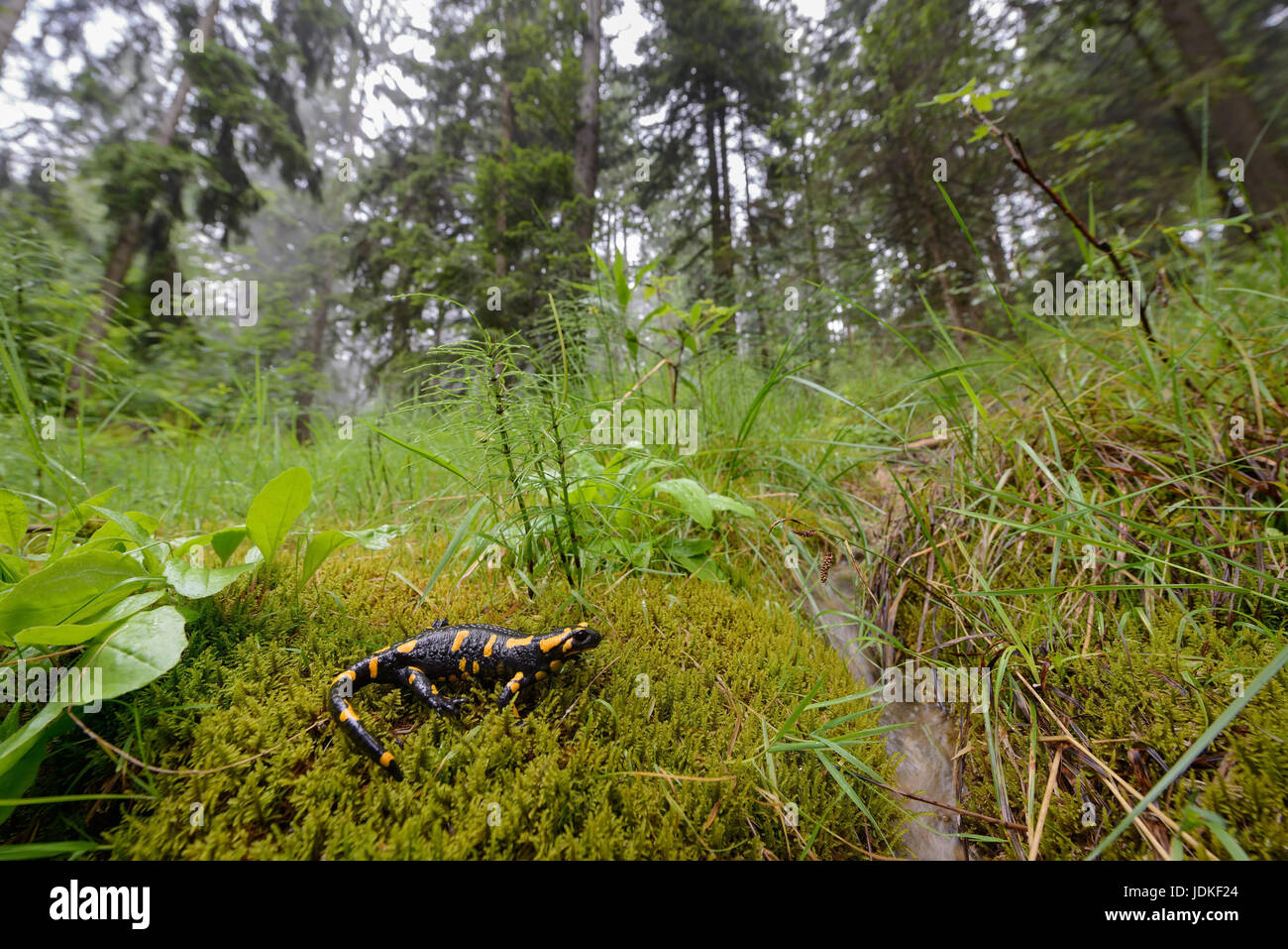 Salamandra pezzata siede su moss in legno, Feuersalamander sitzt auf Moos im Wald Foto Stock