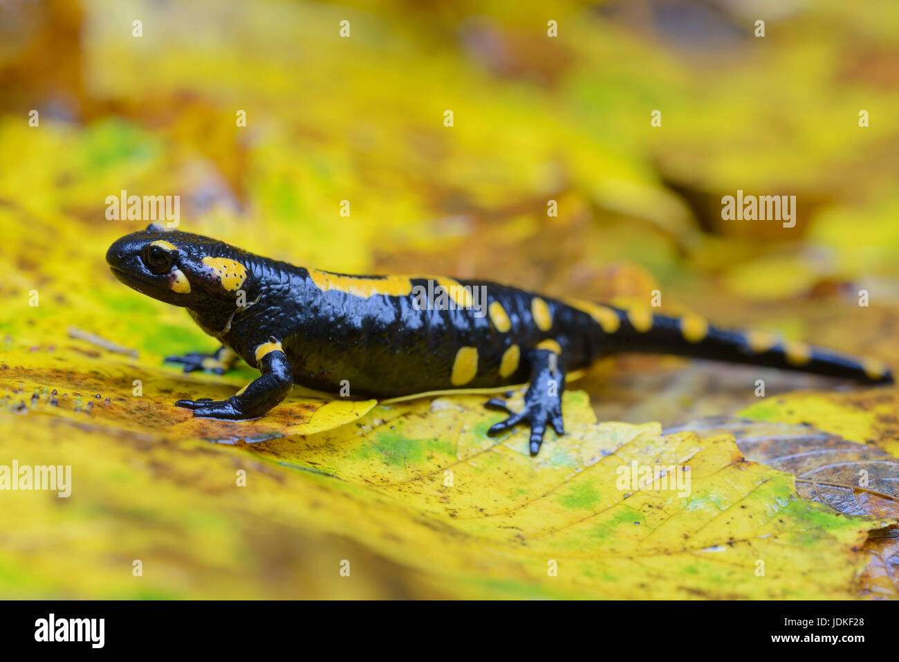 Salamandra pezzata siede su giallo foglie di acero, Feuersalamander sitzt auf gelben Ahornblättern Foto Stock