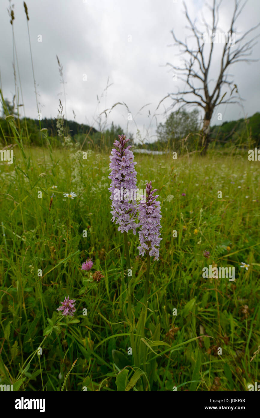 Asparagales, fuori campo di registrazione, coperto admiral, Dactylorhiza, praterie umide, fotografia, piante vascolari, orchis, Orchidées, Magnoliopsida, Mo Foto Stock
