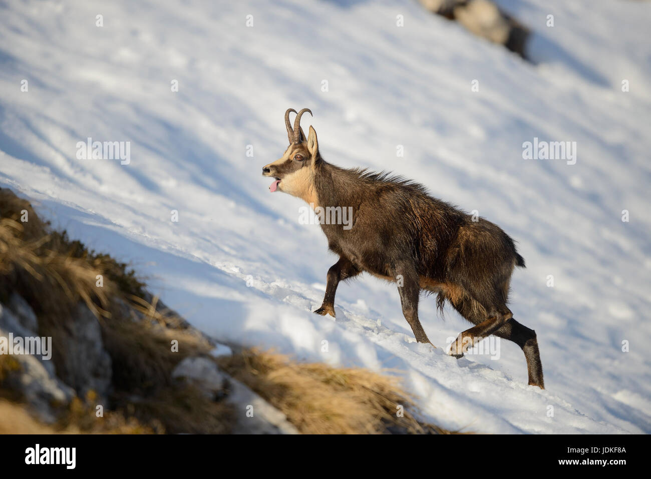 Br?nftiger Gamsbock nella neve, Brünftiger Gamsbock im Schnee Foto Stock