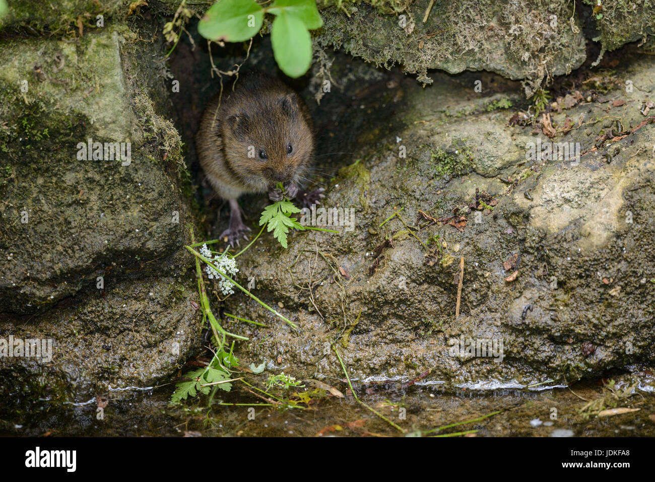 Mole topo mangia un foglio, Schermaus frißt ein Blatt Foto Stock