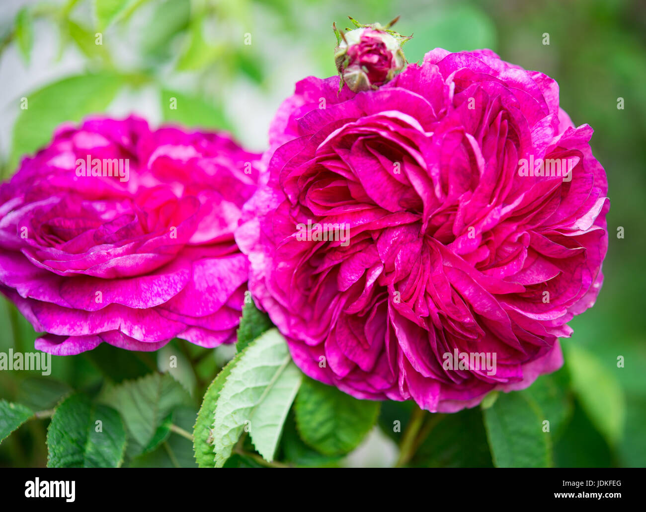 David Austin Roses Foto Stock