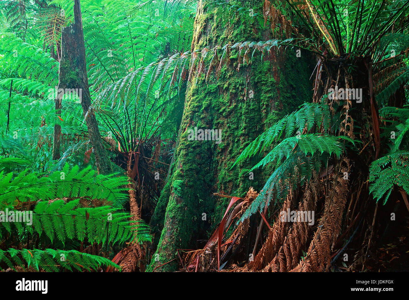 King's eucalipto e treeferns, Koenigs-Eukalyptus und Baumfarne Tarra-Bulga NP., Australien Foto Stock