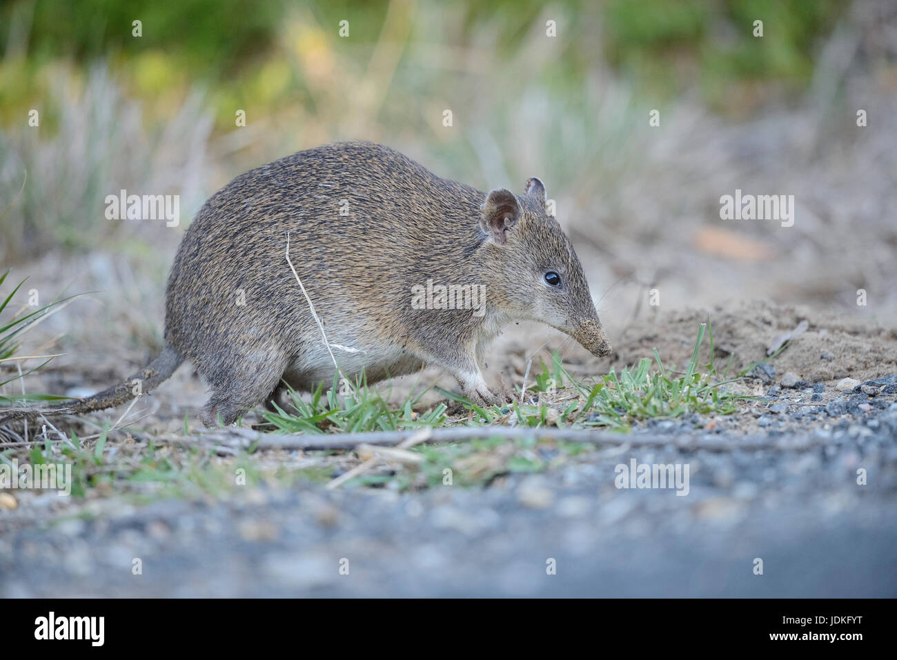 Naso corto marsupiale guarda in terra per il cibo, Kurznasenbeutler sucht im Erdreich nach Nahrung Foto Stock