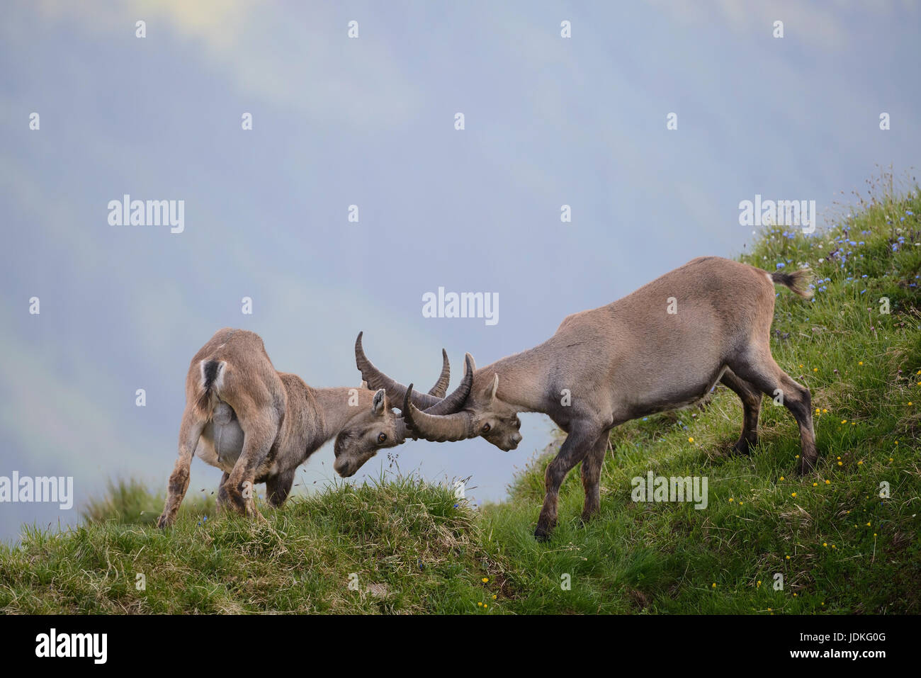 Lotta contro i giovani Capricorno piccolo uomo, Kämpfende junge Steinbock Männchen Foto Stock