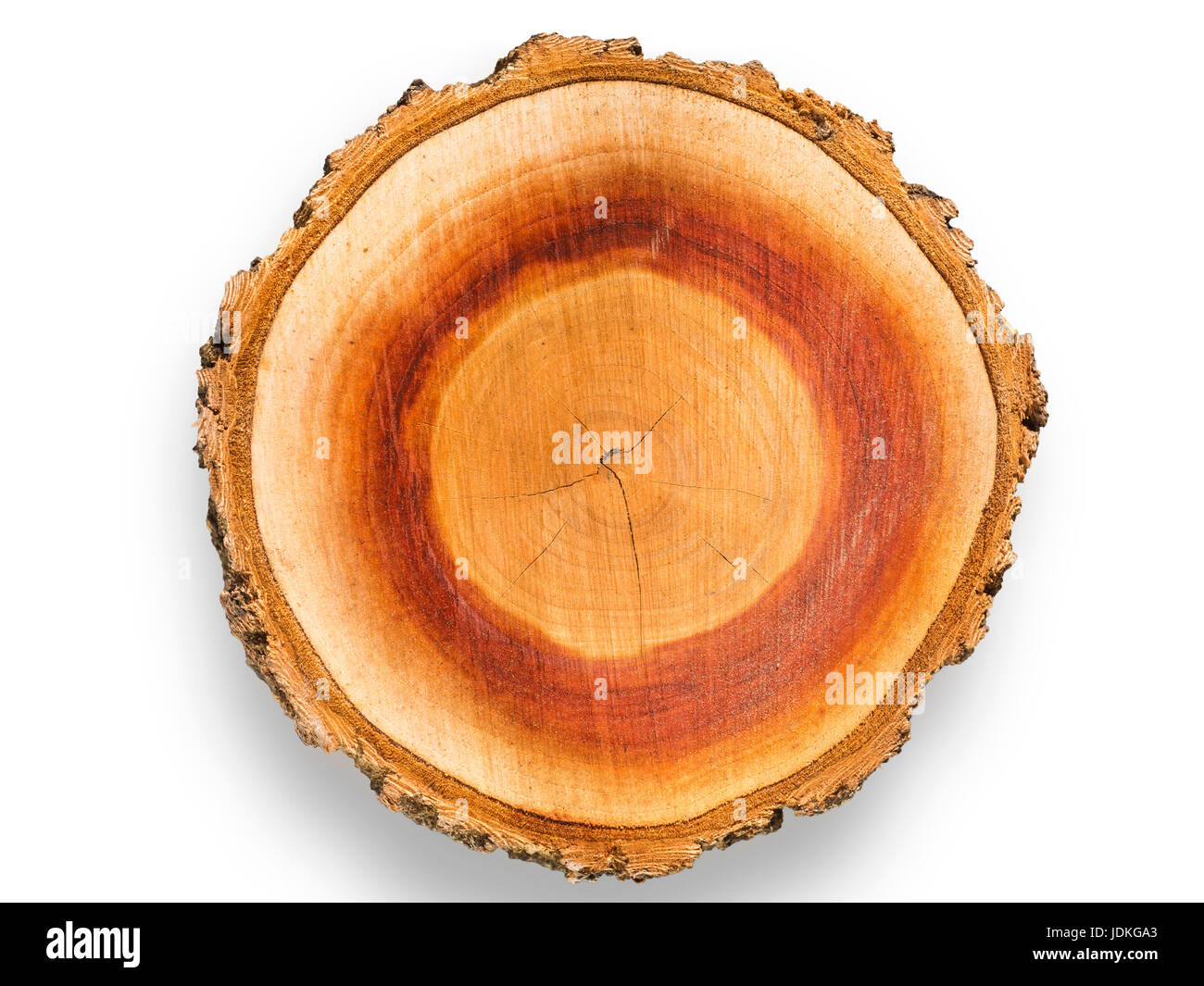 Scenic modello colorato di albicocca tree xilografia isolato su bianco Foto Stock