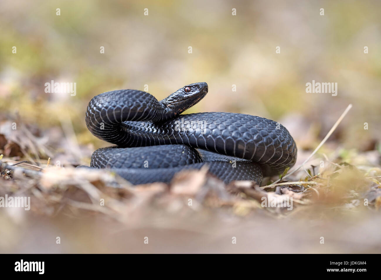 Nero vipera comune in posizione minacciosa, Vipera berus, Schwarze Kreuzotter in Drohhaltung Foto Stock