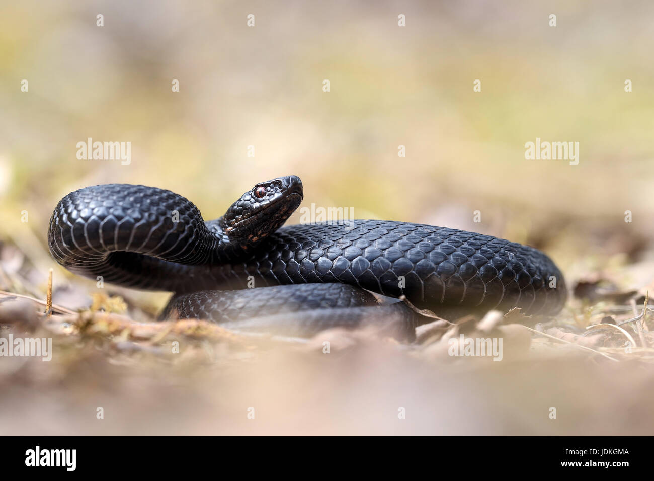 Nero vipera comune in posizione minacciosa, Vipera berus, Schwarze Kreuzotter in Drohhaltung Foto Stock