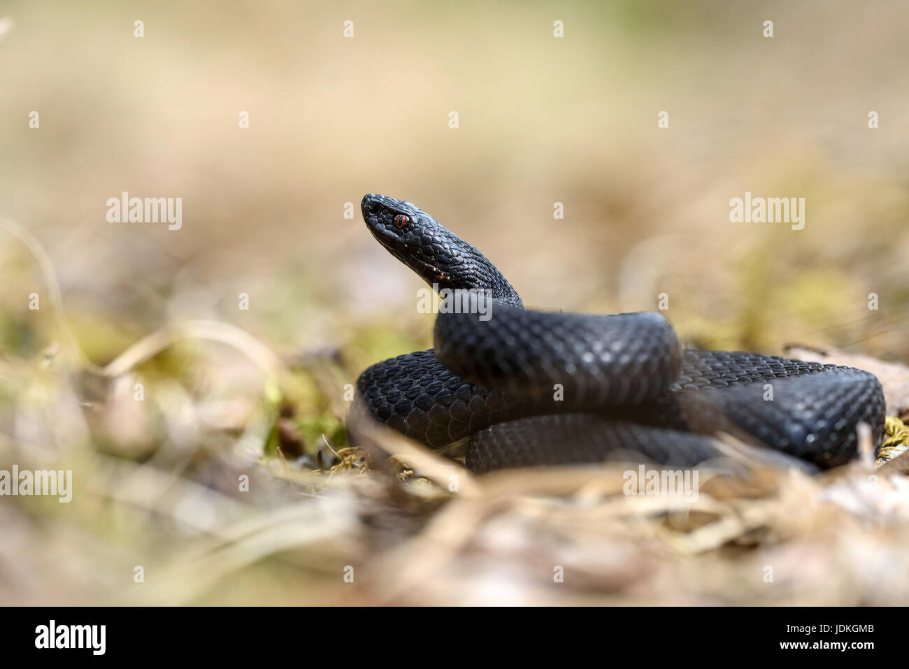 Nero vipera comune in posizione minacciosa, Vipera berus, Schwarze Kreuzotter in Drohhaltung Foto Stock