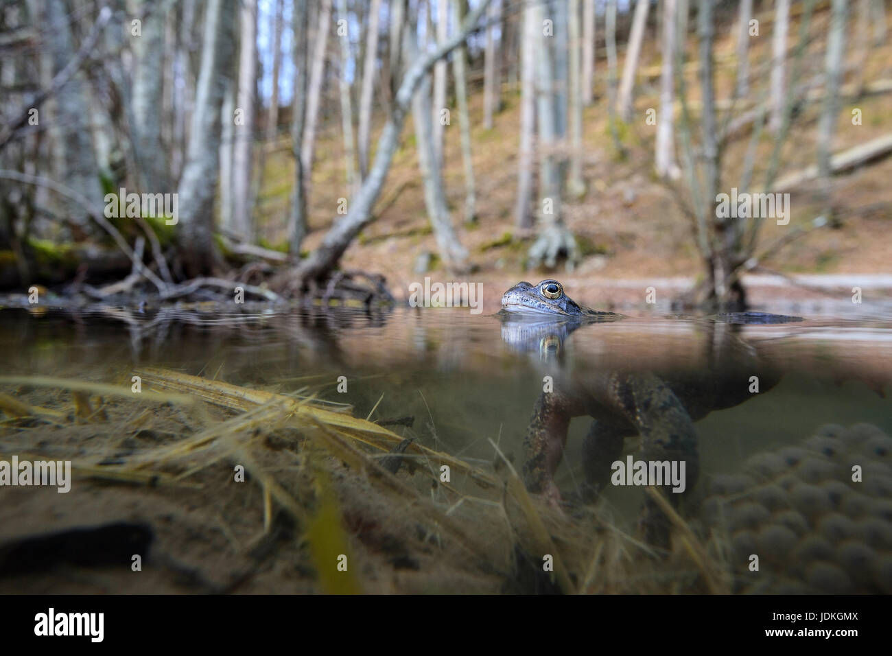 Rana di erba nuota nelle acque di spawn, Rana temporaria, , Grasfrosch schwimmt Laichgewässer im Foto Stock