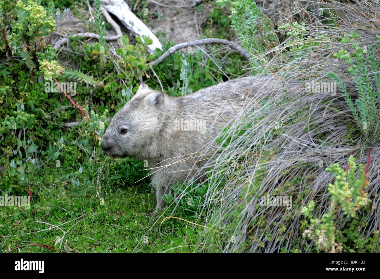 Wilson Promontorio di NP., Australia, Wilsons Promontory NP., Australien Australischer Nacktnasenwombat Foto Stock