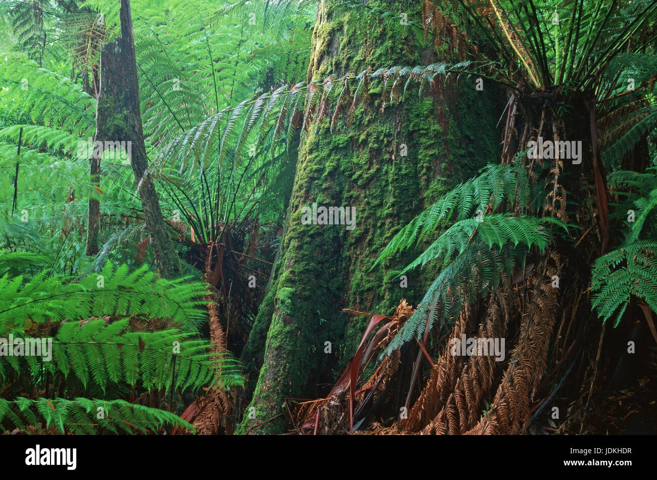 King's eucalipto e treeferns, Koenigs-Eukalyptus und Baumfarne Tarra-Bulga NP., Australien Foto Stock