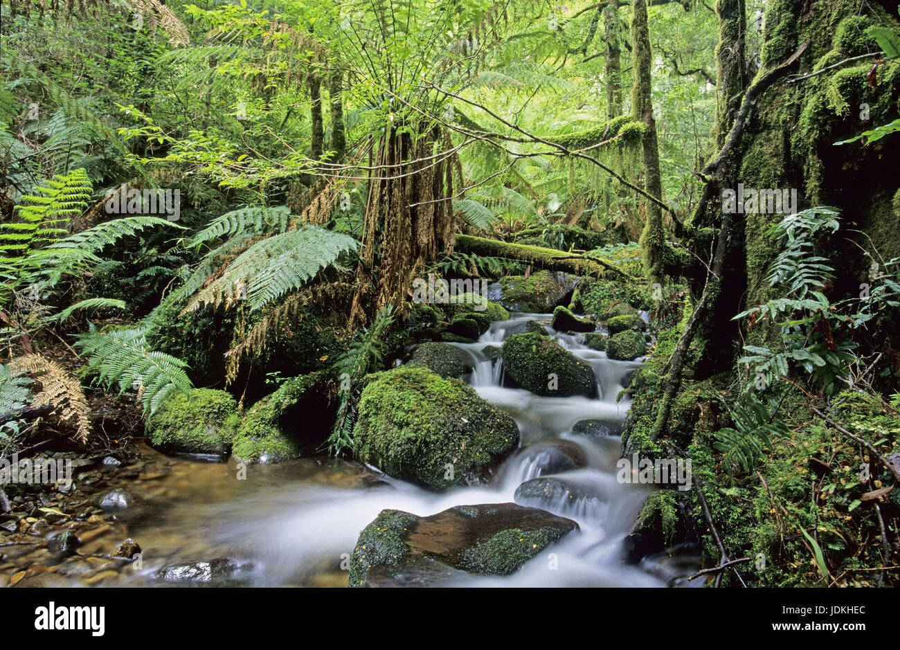 Di rango di Yarra Nationwide park, Australia, Yarra-Ranges National Park, Australien Foto Stock