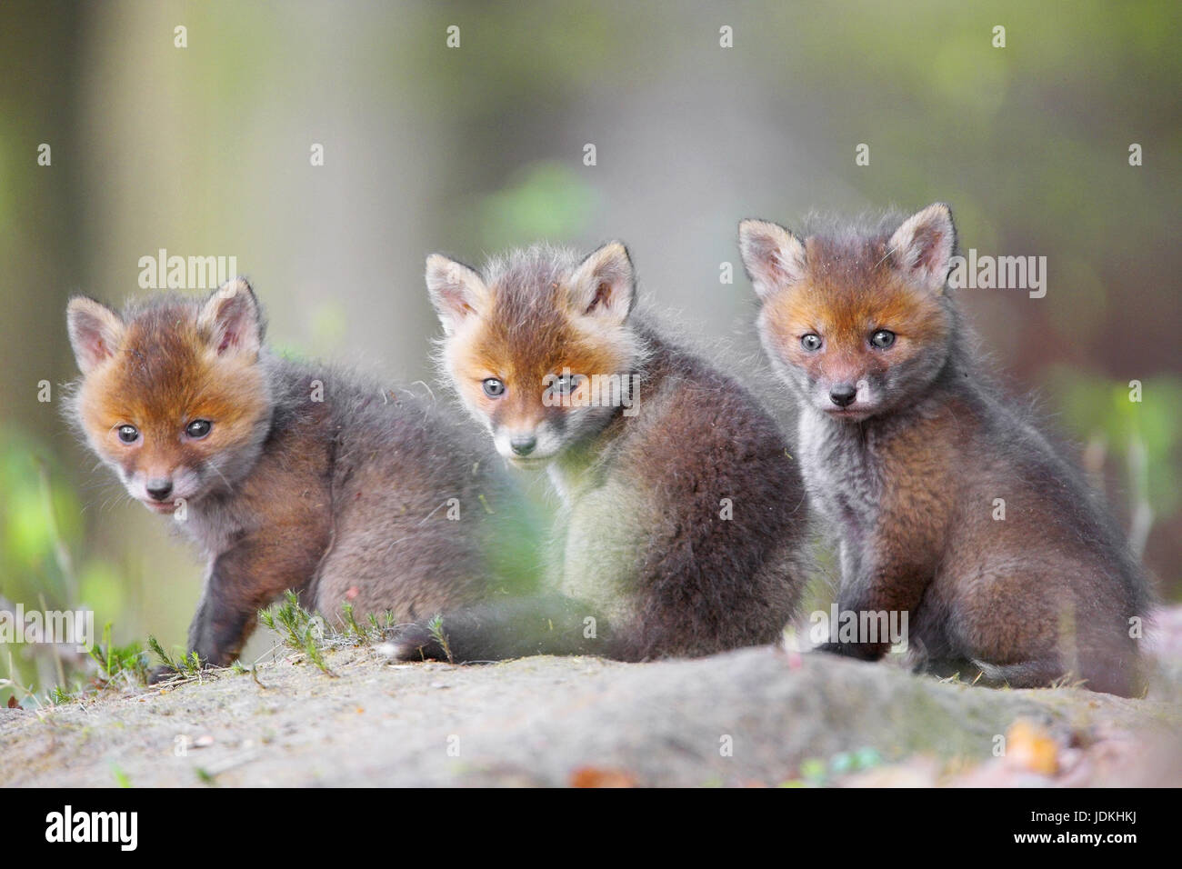 Giovani volpi, rosso giovane volpe (Vulpes vulpes), Junge Fuechse Foto Stock