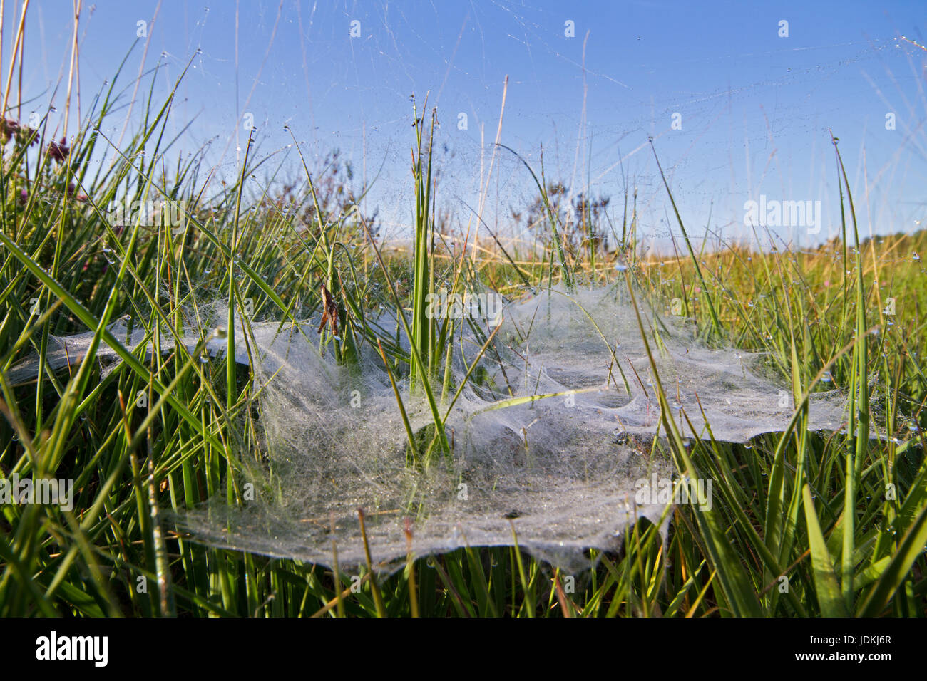 Rugiadoso piastra piana di web di un Imbuto-web spider, probabilmente Agelena labyrinthica Foto Stock