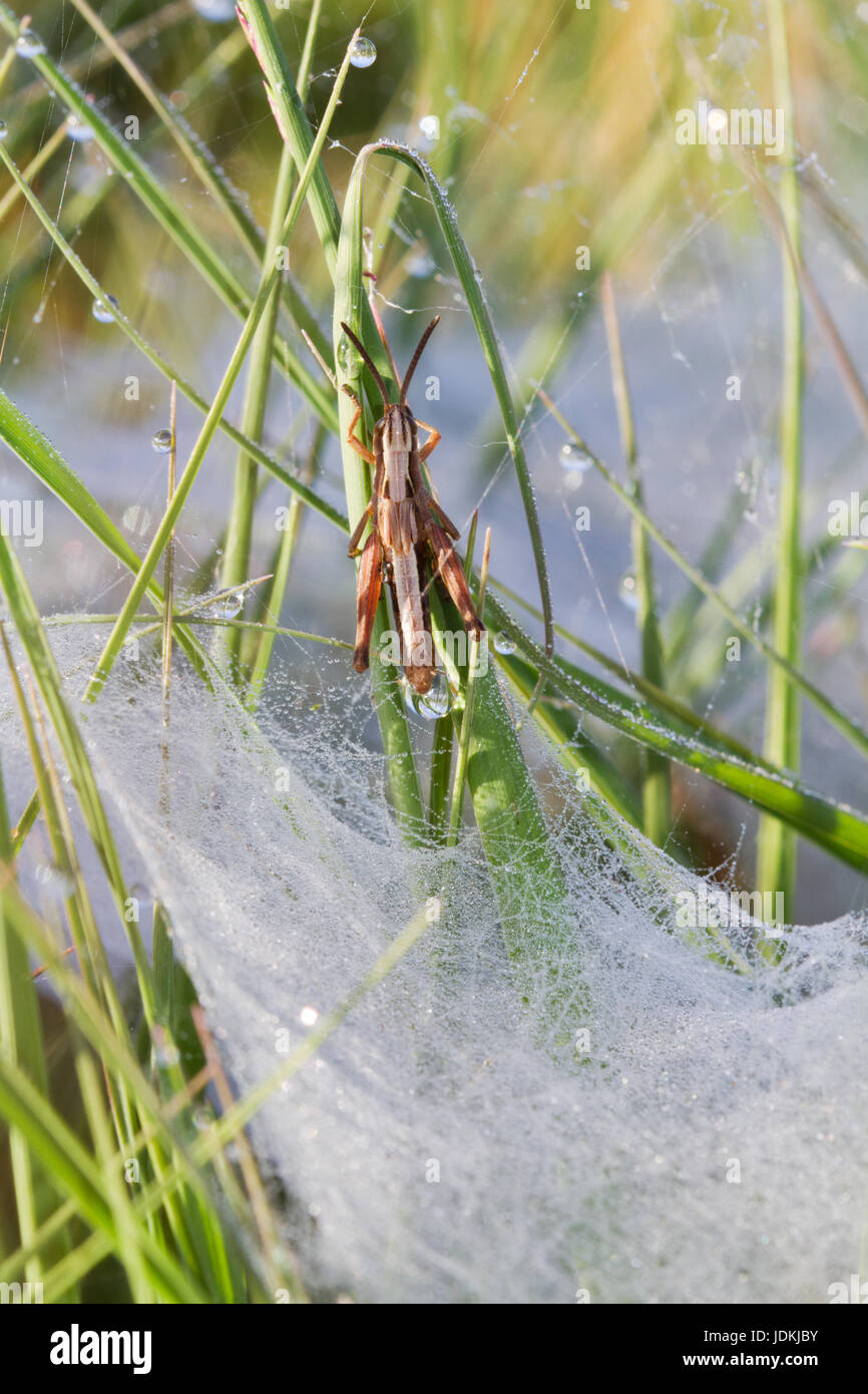 Piccola cavalletta fuoriesce dal rugiadoso piastra piana di web di un Imbuto-web spider, probabilmente Agelena labyrinthica Foto Stock