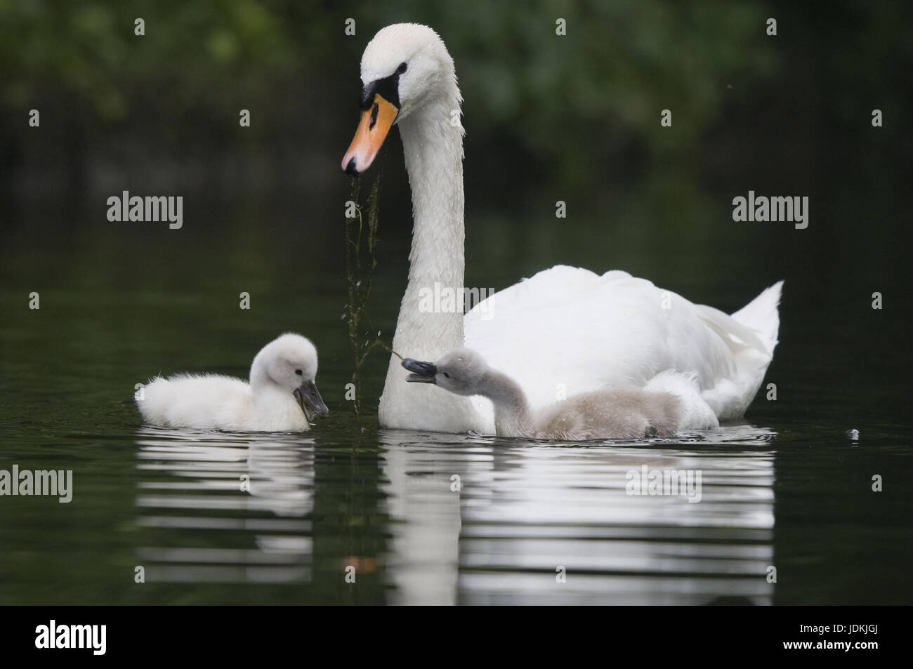 Ragazzo alimenta swan sulle alghe, Schwan füttert Junge mit Algen Foto Stock