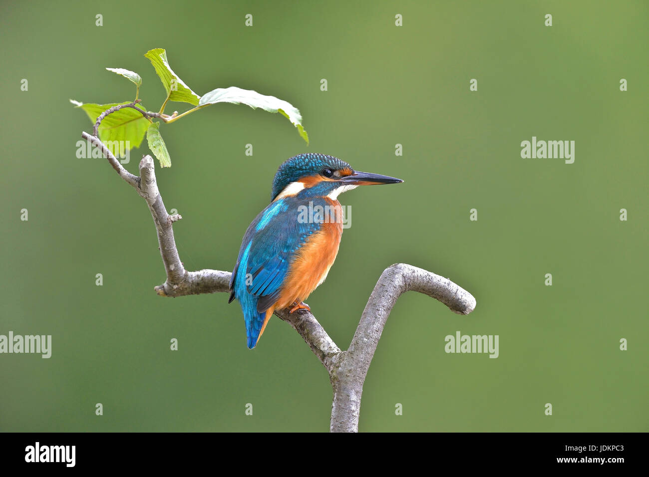 Eisvogel (Alcedo atthis) Comune Kingfisher Foto Stock