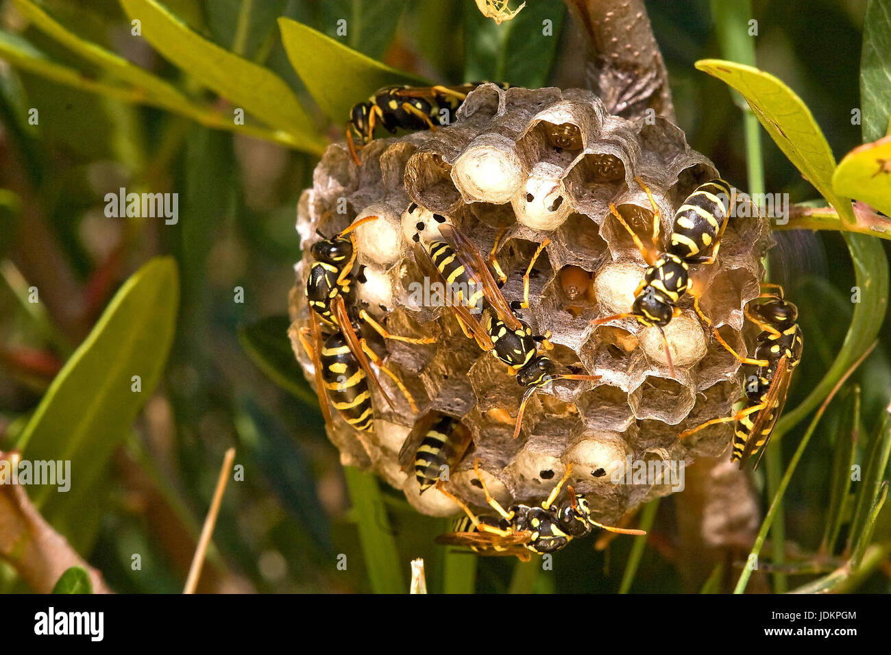 Feldwespe, Wespennest, Polistes gallicus, Foto Stock