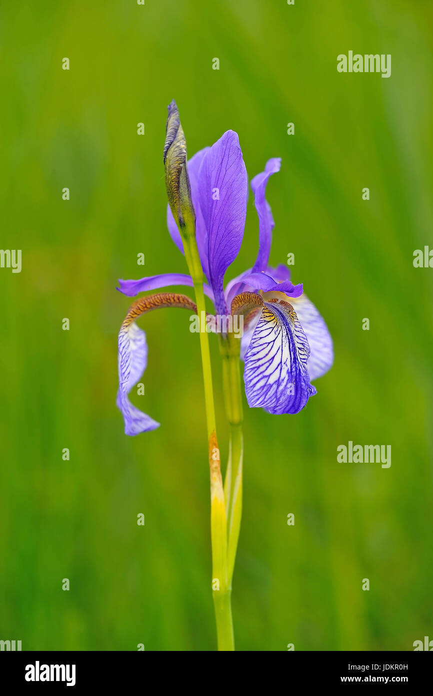 Blaue Schwertlilie (Irsis sibirica) Foto Stock