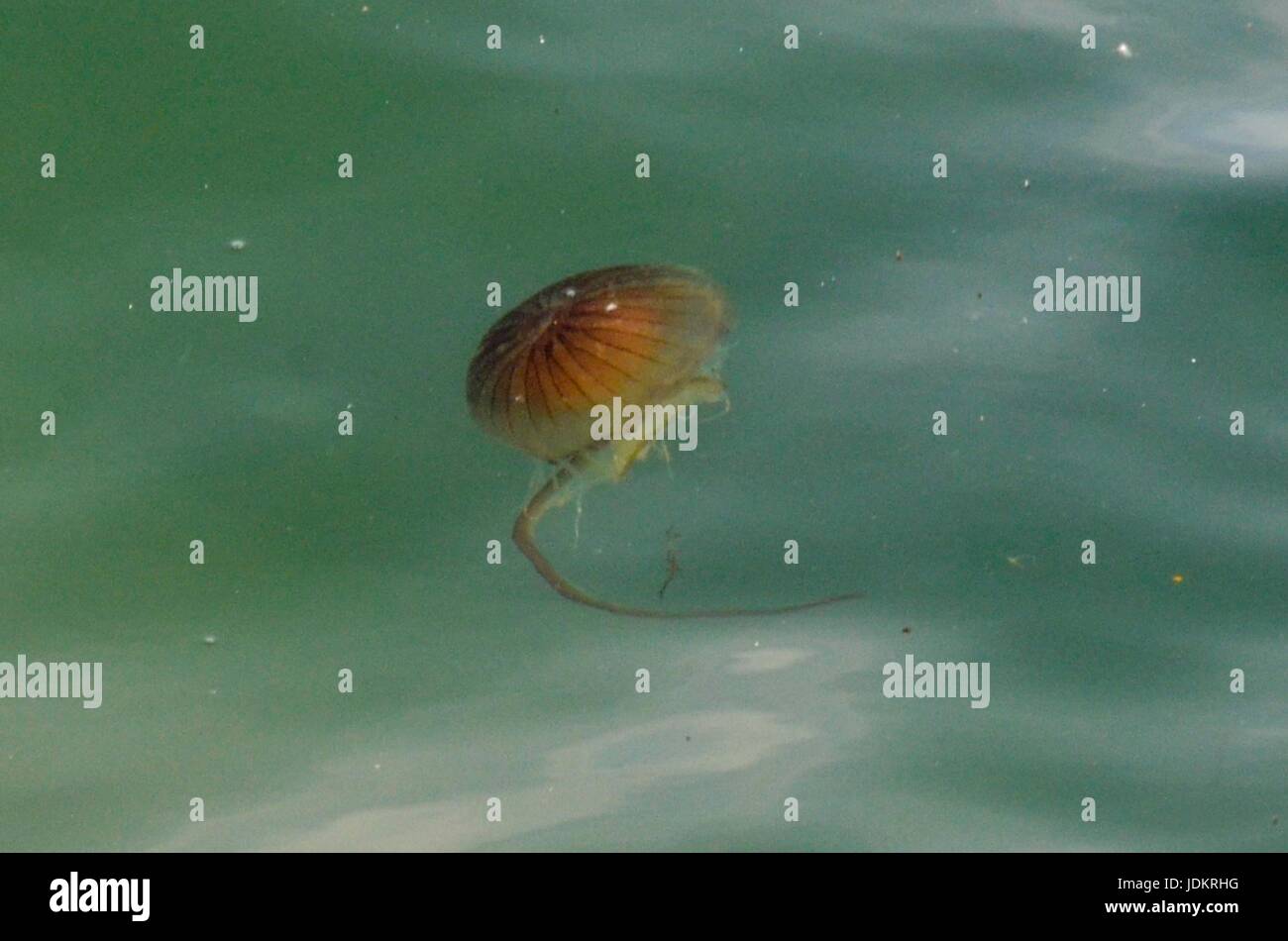 West Bay, Dorset, Regno Unito. Xx Giugno 2017. Regno Unito Meteo. Una bussola meduse nel mare e appena fuori dalla spiaggia presso la località balneare di West Bay nel Dorset. Ci sono stati parecchi avvistamenti in acqua a causa del giugno onda di calore. Photo credit: Graham Hunt/Alamy Live News Foto Stock