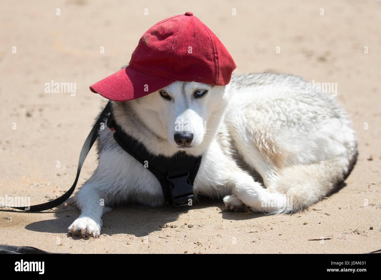 Siberian Husky guardando un po' misera sedette presso la spiaggia di Bedruthan Steps che indossa un cappello da baseball per mantenere il caldo sole estivo fuori la sua testa, Cornwall, Inghilterra Foto Stock