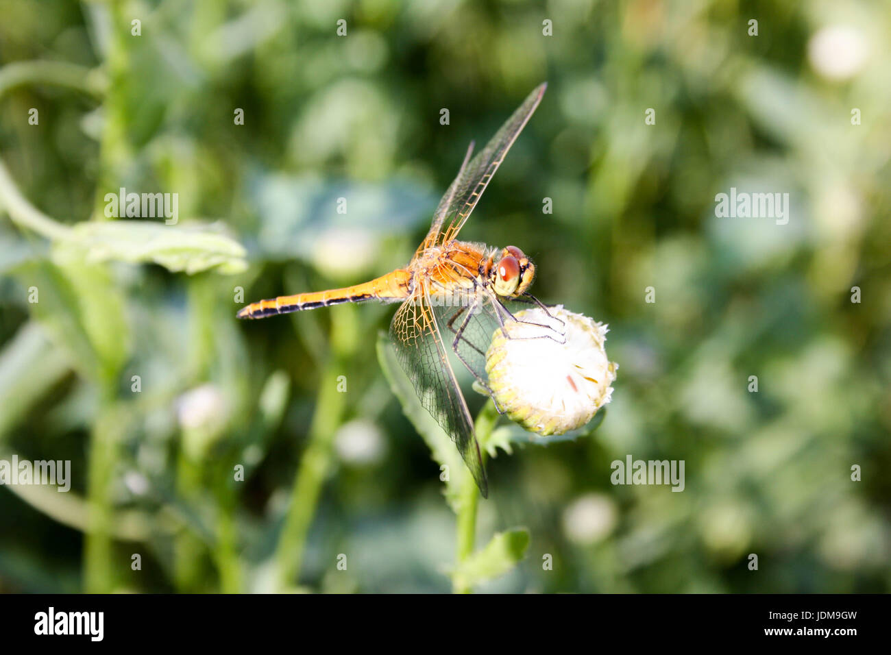 Dragonfly brown tenuto con zampe per germoglio di fiore bianco. Foto per il tuo design Foto Stock