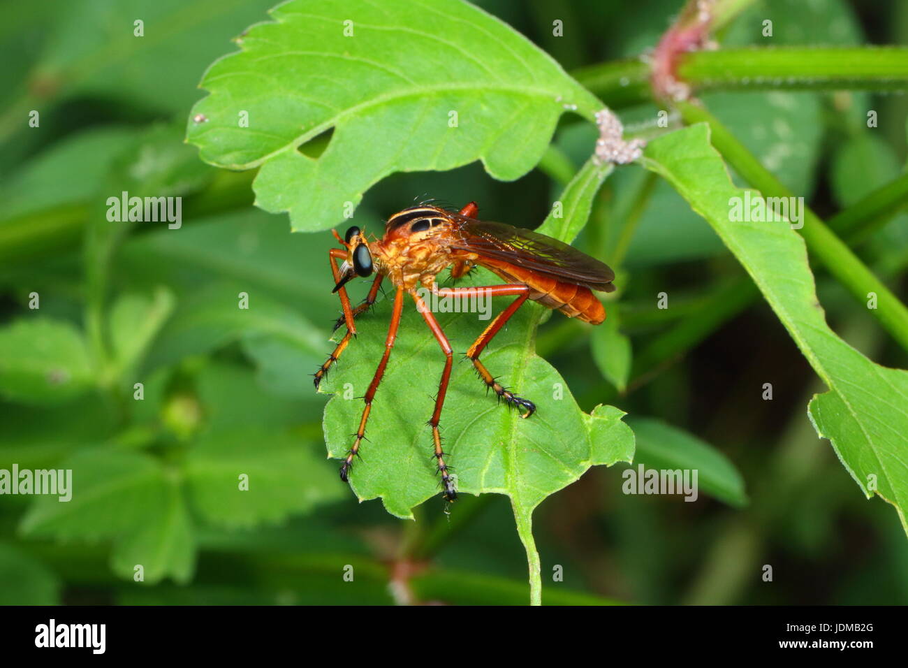 Un brigante fly, specie Diogmites, appollaiate su una foglia. Foto Stock