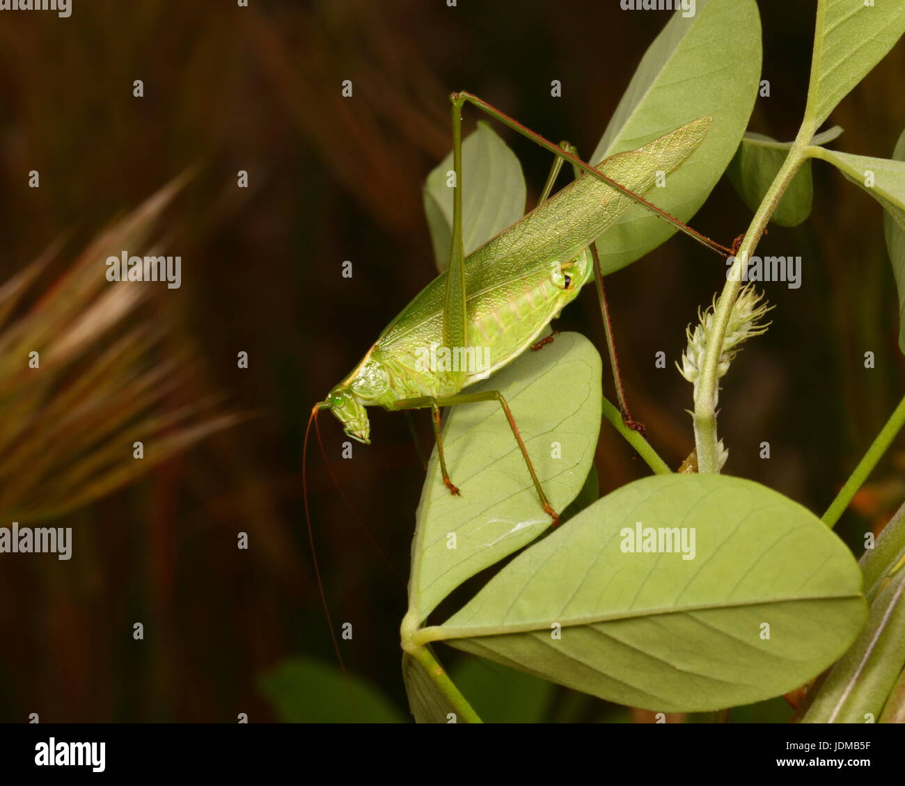 Una forcella-tailed katydid adulto del genere Scudaria. Foto Stock