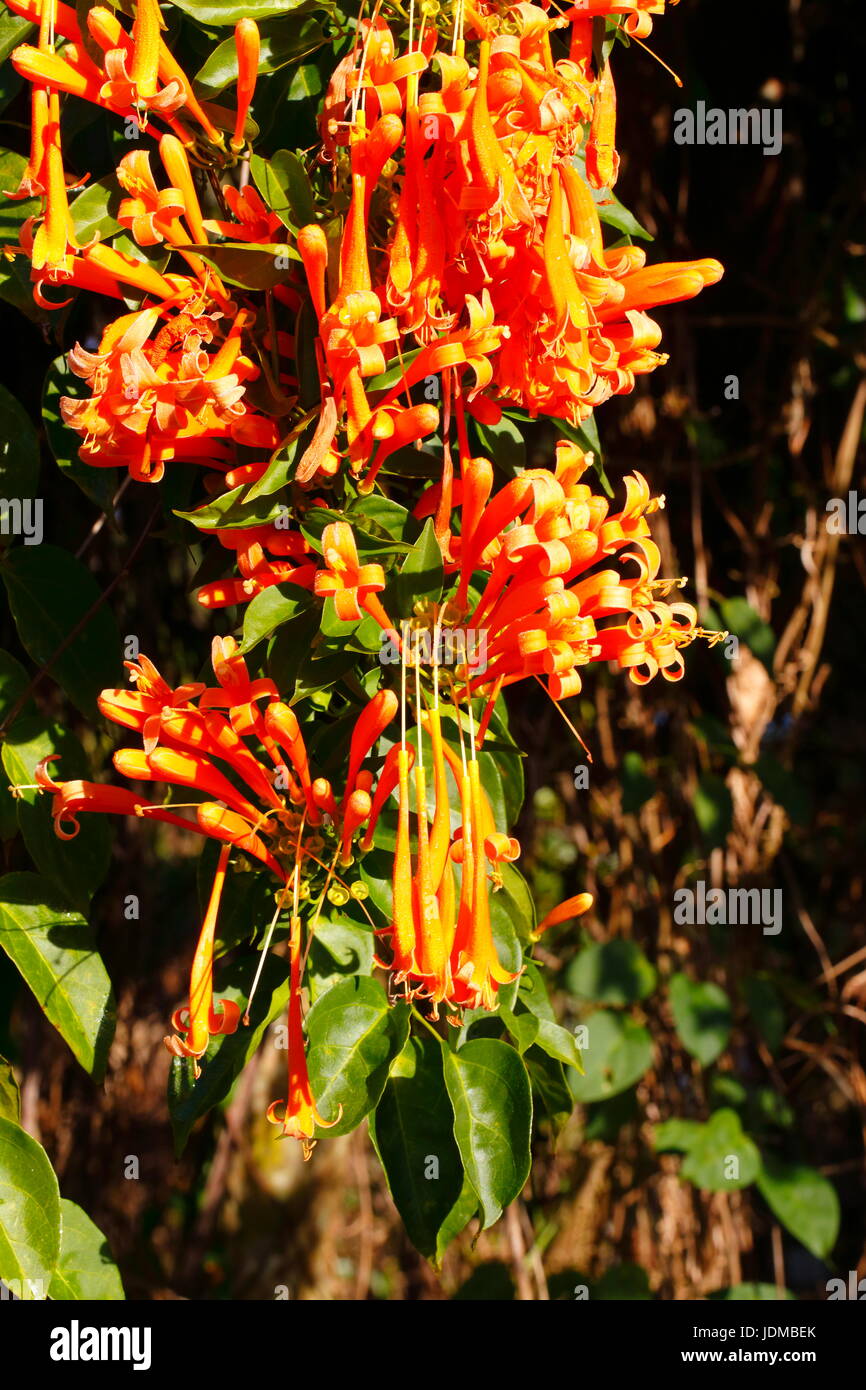 Una fiamma brasiliano della vigna, Pyrostegia venusta, in fiore. Foto Stock