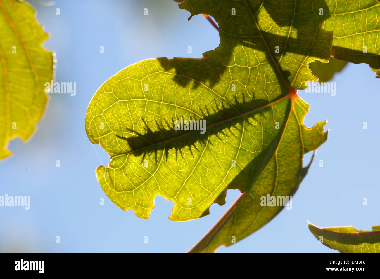 Il golfo fritillary o passione butterfly, Agraulis vanillae, silhouette si nutre prevalentemente di vitigno passione nel suo stadio larvale. Foto Stock